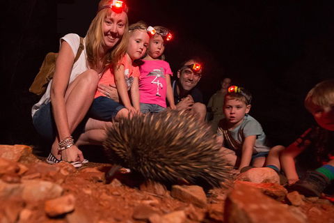 Alice Springs Desert Park Nocturnal Tour - Taree Accommodation 5