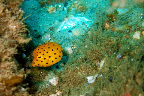 Wave Break Island Scuba Diving On The Gold Coast - Taree Accommodation 3