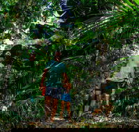 Full Day Daintree Rainforest and Mossman Gorge Tour - Taree Accommodation