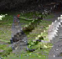 Full-Day Guided Bruny Island Tour from Hobart - Taree Accommodation