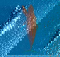 Buccaneer Explorer - Taree Accommodation