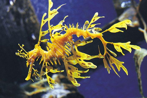 SEA LIFE Melbourne Aquarium Admission Ticket - Taree Accommodation 0