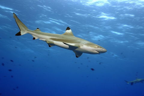 SEA LIFE Melbourne Aquarium Admission Ticket - Taree Accommodation 3