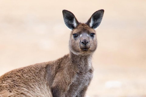 Kangaroo Island Luxury Small Group 'East End Explorer' Full Day Tour - Taree Accommodation 1