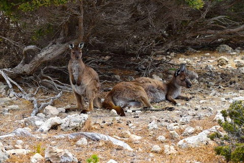 Kangaroo Island Luxury Small Group 'East End Explorer' Full Day Tour - Taree Accommodation 4