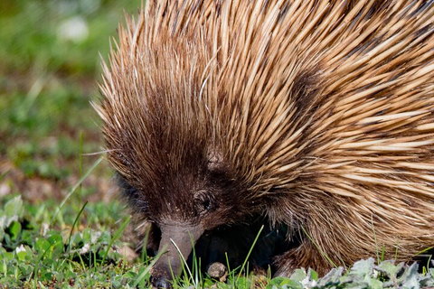 Kangaroo Island Luxury Small Group 'East End Explorer' Full Day Tour - Taree Accommodation 5