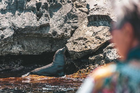 Adventure Rottnest Tour With Ferry & Adventure Cruise From Perth Or Fremantle - Taree Accommodation 1