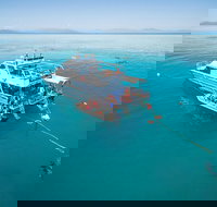 Ocean Freedom Great Barrier Reef Personal Luxury Snorkel  Dive Cruise Cairns - Taree Accommodation