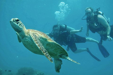 Ocean Freedom Great Barrier Reef Personal Luxury Snorkel & Dive Cruise, Cairns - Taree Accommodation 4