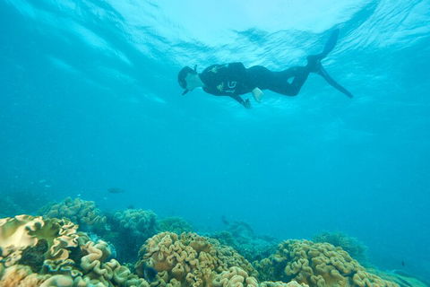 Ocean Freedom Great Barrier Reef Personal Luxury Snorkel & Dive Cruise, Cairns - Taree Accommodation 5