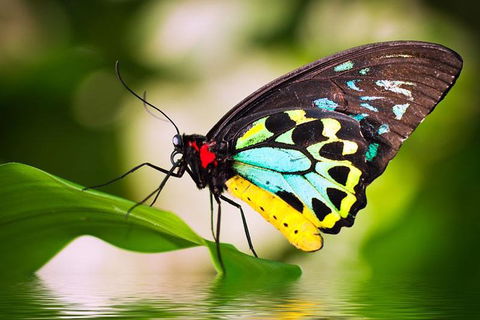 Australian Butterfly Sanctuary - Taree Accommodation 4