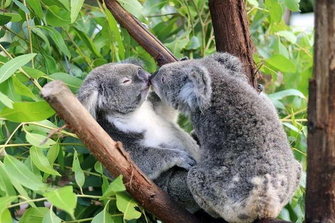 Classic Kuranda By Skyrail And Scenic Railway Including Rainforestation, Koala And Wildlife Park And Pamagirri Aboriginal Experi - Taree Accommodation 3