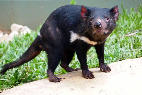 Kuranda Highlights Including Rainforestation Aboriginal Culture And Wildlife - Taree Accommodation 3