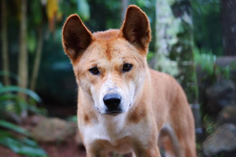 Kuranda Highlights Including Rainforestation Aboriginal Culture And Wildlife - Taree Accommodation 4