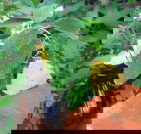 Australian Butterfly Sanctuary- Virtual Interactive Tour With Private Guide - Taree Accommodation