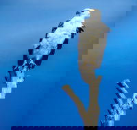 Kangaroo Island 75-Minute Ocean Safari - Taree Accommodation