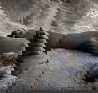 Kangaroo Island Ocean Safari - Snorkeling Safari - Taree Accommodation