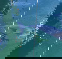 Dolphin Cruise from Adelaide with Optional Dolphin Swim - Taree Accommodation