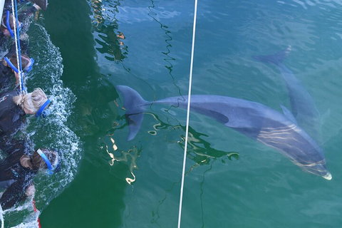Dolphin Cruise From Adelaide With Optional Dolphin Swim - Taree Accommodation 0