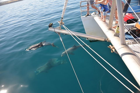 Dolphin Cruise From Adelaide With Optional Dolphin Swim - Taree Accommodation 1