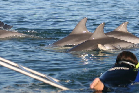 Dolphin Cruise From Adelaide With Optional Dolphin Swim - Taree Accommodation 2
