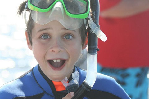 Dolphin Cruise From Adelaide With Optional Dolphin Swim - Taree Accommodation 3