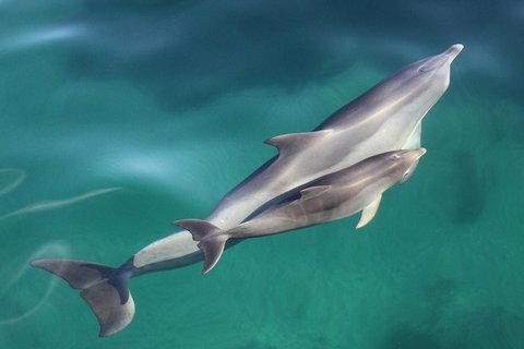 Dolphin Cruise From Adelaide With Optional Dolphin Swim - Taree Accommodation 4