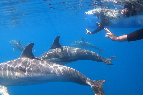 Dolphin Cruise From Adelaide With Optional Dolphin Swim - Taree Accommodation 5