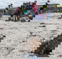 Kangaroo Island in a Day Tour from Adelaide - Taree Accommodation