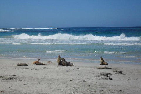 Kangaroo Island In A Day Tour From Adelaide - Taree Accommodation 1