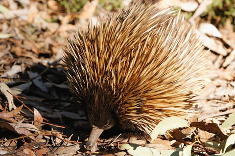 Kangaroo Island In A Day Tour From Adelaide - Taree Accommodation 2