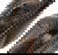 2-Day Kangaroo Island 4WD Small-Group Tour from Adelaide - Taree Accommodation