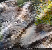 Kuranda Koala Gardens and Birdworld Admission Tickets - Taree Accommodation