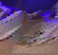 Kuranda Wildlife Experience Three Attraction Pass - Taree Accommodation