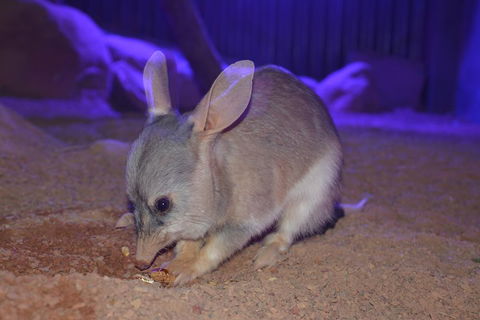 Kuranda Wildlife Experience Three Attraction Pass - Taree Accommodation 0