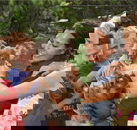 Kuranda Koala Gardens General Entry Ticket - Taree Accommodation