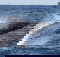 Whale Watching by Sea World Cruises - Taree Accommodation