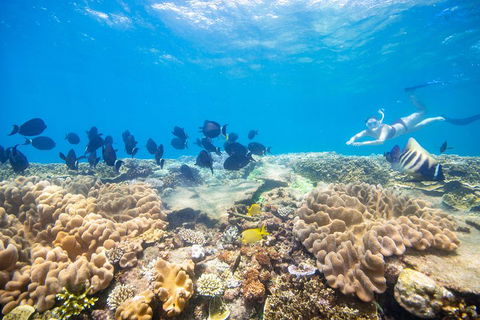 Outer Reef Pontoon Experience From Cairns - Taree Accommodation 4