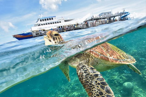 Outer Reef Pontoon Experience From Cairns - Taree Accommodation 5