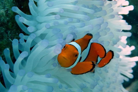Seastar Luxury Outer Great Barrier Reef Island And Reef Tour From Cairns - Taree Accommodation 0