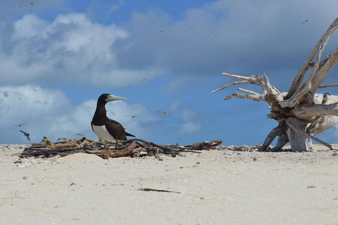 Seastar Luxury Outer Great Barrier Reef Island And Reef Tour From Cairns - Taree Accommodation 1