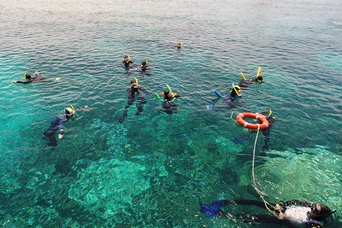 Seastar Luxury Outer Great Barrier Reef Island And Reef Tour From Cairns - Taree Accommodation 2