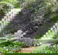 Private Daintree and Cape Tribulation Tour from Port Douglas - Taree Accommodation