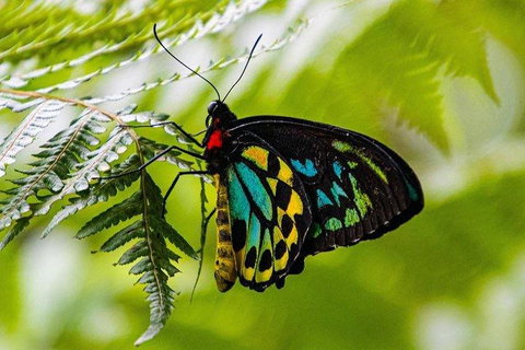 Private Daintree And Cape Tribulation Tour From Port Douglas - Taree Accommodation 2