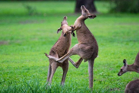 Private Daintree And Cape Tribulation Tour From Port Douglas - Taree Accommodation 4