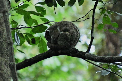 Private Daintree And Cape Tribulation Tour From Port Douglas - Taree Accommodation 5