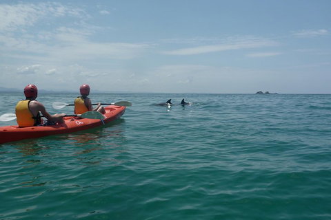 Kayaking With Dolphins In Byron Bay Guided Tour - Taree Accommodation 4