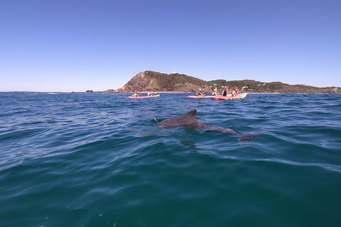 Kayaking With Dolphins In Byron Bay Guided Tour - Taree Accommodation 5