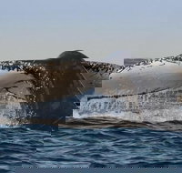 Sydney Whale-Watching Cruise Including Lunch or Breakfast - Taree Accommodation