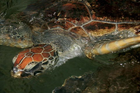 Cape Leveque 4WD Tour From Broome With Optional Return Flight - Taree Accommodation 2